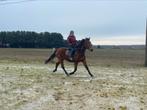 Paard moet weg, vandaag ophalen, Merrie