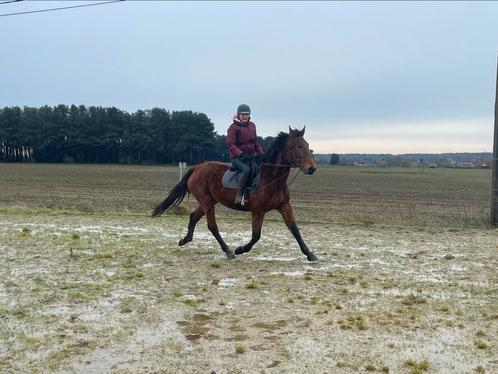 Paard moet weg, vandaag ophalen, Dieren en Toebehoren, Paarden, Merrie