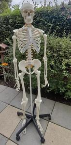 Anatomisch skelet, Diversen, Ophalen, Zo goed als nieuw