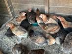 Araucana en marans, Dieren en Toebehoren