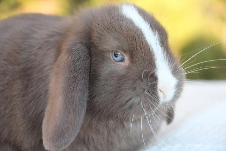 Zeer mooie nhd dwergkonijntjes, Dieren en Toebehoren, Konijnen, Dwerg, Meerdere dieren, 0 tot 2 jaar, Hangoor
