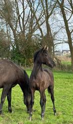 Prachtige merrie te koop, Dieren en Toebehoren, Paarden, Merrie, Gechipt, 0 tot 2 jaar, 160 tot 165 cm