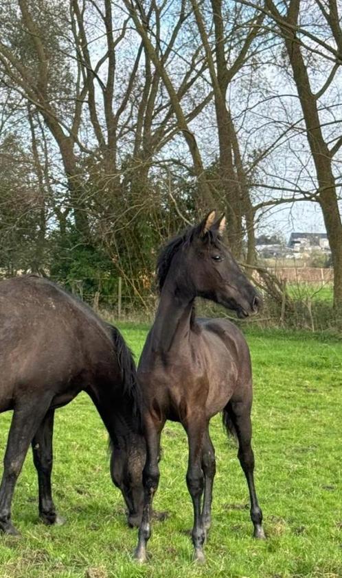 Prachtige merrie te koop, Dieren en Toebehoren, Paarden, Merrie, Onbeleerd, 160 tot 165 cm, 0 tot 2 jaar, Met stamboom, Gechipt