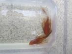 RED-Ancistrus-longfin-RODE per 2 stuks, Vis, Zoetwatervis