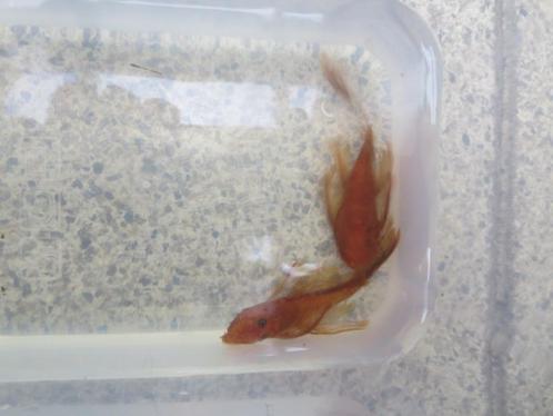 RED-Ancistrus-longfin-RODE per 2 stuks, Dieren en Toebehoren, Vissen | Aquariumvissen, Zoetwatervis, Vis