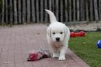 Prachtige Golden retriever pups (ouders aanwezig), Dieren en Toebehoren, Golden retriever, België, CDV (hondenziekte), 8 tot 15 weken