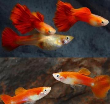 albino red blonde tuxedo guppy beschikbaar voor biedingen