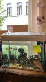 Aquarium a vendre complet, Ophalen of Verzenden, Zo goed als nieuw