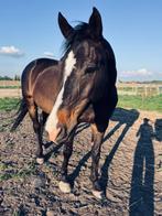 Paard, Animaux & Accessoires, Chevaux, 160 à 165 cm, Hongre, 11 ans ou plus