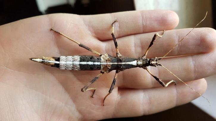 Sungaya aeta wandelende takken., Dieren en Toebehoren, Insecten en Spinnen, Wandelende tak