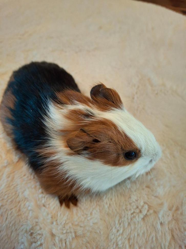 Cavia zeugje, Dieren en Toebehoren, Knaagdieren, Vrouwelijk, Cavia, Oktober, Tam