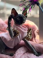 Uniek sphynx meisje met stamboom 🥰, Poes, Gechipt, 0 tot 2 jaar