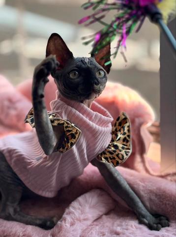 Uniek sphynx meisje met stamboom 🥰 beschikbaar voor biedingen