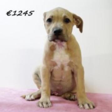 American Staffordshire Terrier - Robuste pups te koop beschikbaar voor biedingen