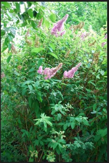 Spirea billiardii - Spierstruik (struik) beschikbaar voor biedingen