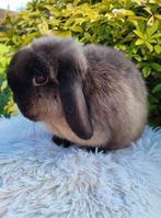 Lapin Minilop femelle (transport possible), Animaux & Accessoires, Lapins, Femelle, Nain, Oreilles tombantes, 0 à 2 ans