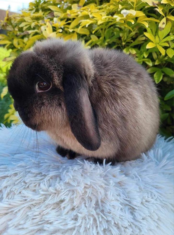 Lapin Minilop femelle (transport possible), Animaux & Accessoires, Lapins, Nain, Femelle, 0 à 2 ans, Oreilles tombantes