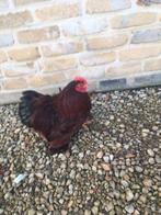 gratis Cochin kriel haantje, Dieren en Toebehoren, Mannelijk, Kip