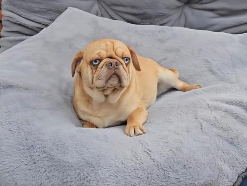 Mops mopshond pubers reuen, Dieren en Toebehoren, Honden | Chihuahua's en Gezelschapshonden, Reu, Overige rassen, Fokker | Professioneel