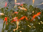 Vijvervissen te koop: goudvissen en sluierstaarten, Poisson(s) rouge(s)