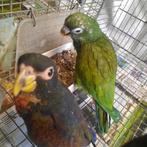 De laatste jonge-tamme Pionus Bronsvleugel-papegaai., Dieren en Toebehoren, Vogels | Parkieten en Papegaaien, Mannelijk, Papegaai