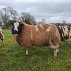 Mooie bonte dekram, Mâle, Mouton