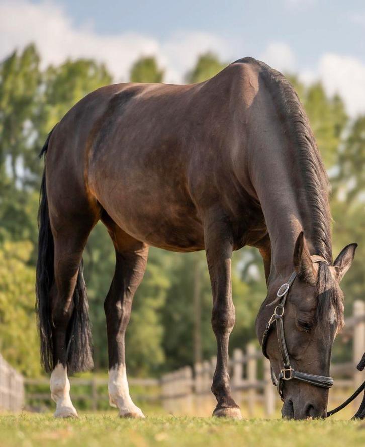 Spaanse merrie zoekt nieuwe thuis, Dieren en Toebehoren, Paarden, Merrie, M
