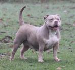 American Bully teef, Dieren en Toebehoren, België, Overige rassen, CDV (hondenziekte), Teef