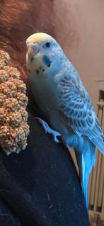 1 regenboog parkiet te koop, Femelle, Perruche