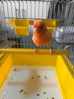 Oranje man 2025 ( 8), Dieren en Toebehoren, Vogels | Kanaries, Mannelijk, Kleurkanarie