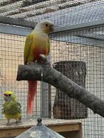 Pyrrhura suncheek, Dieren en Toebehoren, Mannelijk, Parkiet, Geringd