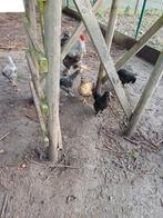 Kippen brahma, Dieren en Toebehoren, Pluimvee, Meerdere dieren, Kip