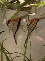 2 maanvis manacapuru scalar. prijs voor beide, Dieren en Toebehoren, Vissen | Aquariumvissen, Vis, Zoetwatervis