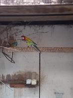 Rosella, Dieren en Toebehoren