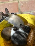 Dwergkonijntjes te koop, Meerdere dieren, Klein, 0 tot 2 jaar