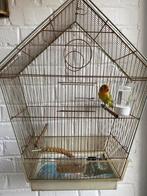 Cage avec inséparable