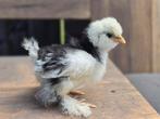 USA zijdehoen mottled kuikens te koop, Dieren en Toebehoren, Pluimvee, Meerdere dieren, Kip