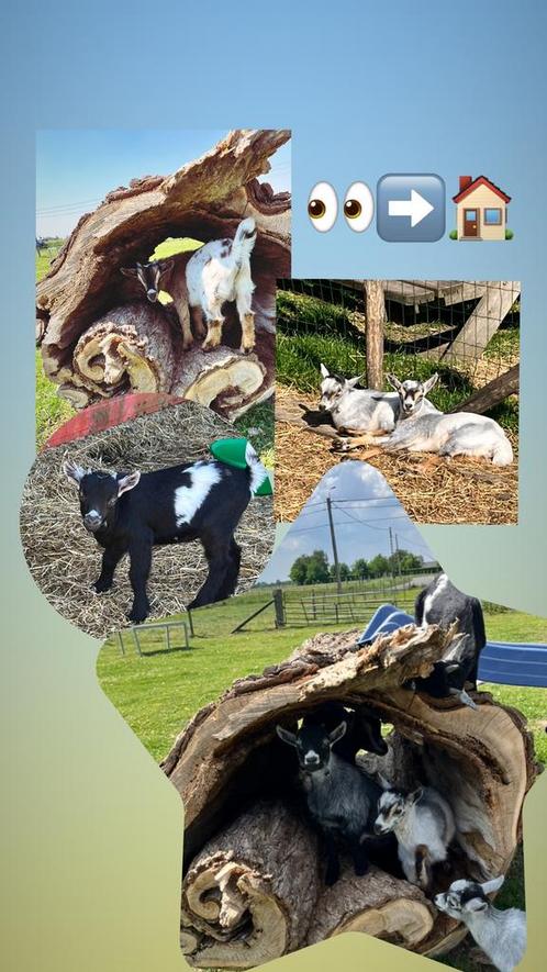 Tamme dwerggeitjes zoeken nieuw huisje, Dieren en Toebehoren, Schapen, Geiten en Varkens, Geit, Meerdere dieren, 0 tot 2 jaar
