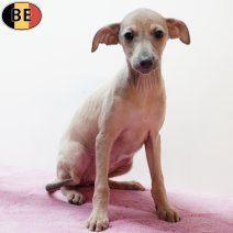 Elegante Italiaanse Windhonden pups te koop, Dieren en Toebehoren, Honden | Windhonden, Meerdere dieren, Overige rassen, Handelaar