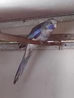 pennant rpsella, Dieren en Toebehoren, Vogels | Parkieten en Papegaaien, Vrouwelijk, Parkiet, Geringd