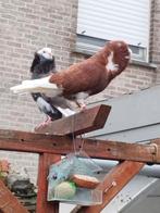 Hollandse kapucijners 8€, Dieren en Toebehoren, Vogels | Duiven