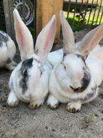 Duitse reuzen, Dieren en Toebehoren, Konijnen, Vrouwelijk, Groot, 0 tot 2 jaar