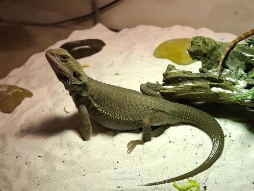 Baardagaam + Volledig Terrarium, Dieren en Toebehoren, Reptielen en Amfibieën, Hagedis, 0 tot 2 jaar, Met terrarium, Tam