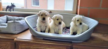 Golden Retriever pups beschikbaar voor biedingen