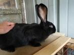 Mannelijk Lotharinger-konijn 12 weken, Mannelijk, Groot, 0 tot 2 jaar