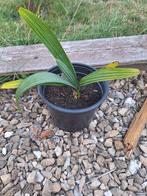 Sabal minor palmbomen (vrij winterhard; dwergpalm), En pot, Moins de 100 cm, Plein soleil, Enlèvement