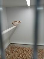 Japanse meeuwtjes, Dieren en Toebehoren