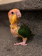 Mooie roestkop caique handgevoerd 6,5 week ( NL), Animaux & Accessoires, Domestique, Perroquet, Sexe inconnu