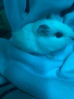 Mooie witte cavia ongeveer 5 maand oud, Mannelijk, Cavia, Tam