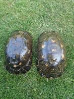 Griekse Marginata schildpadden, Dieren en Toebehoren, Reptielen en Amfibieën, Schildpad, 11 jaar of ouder